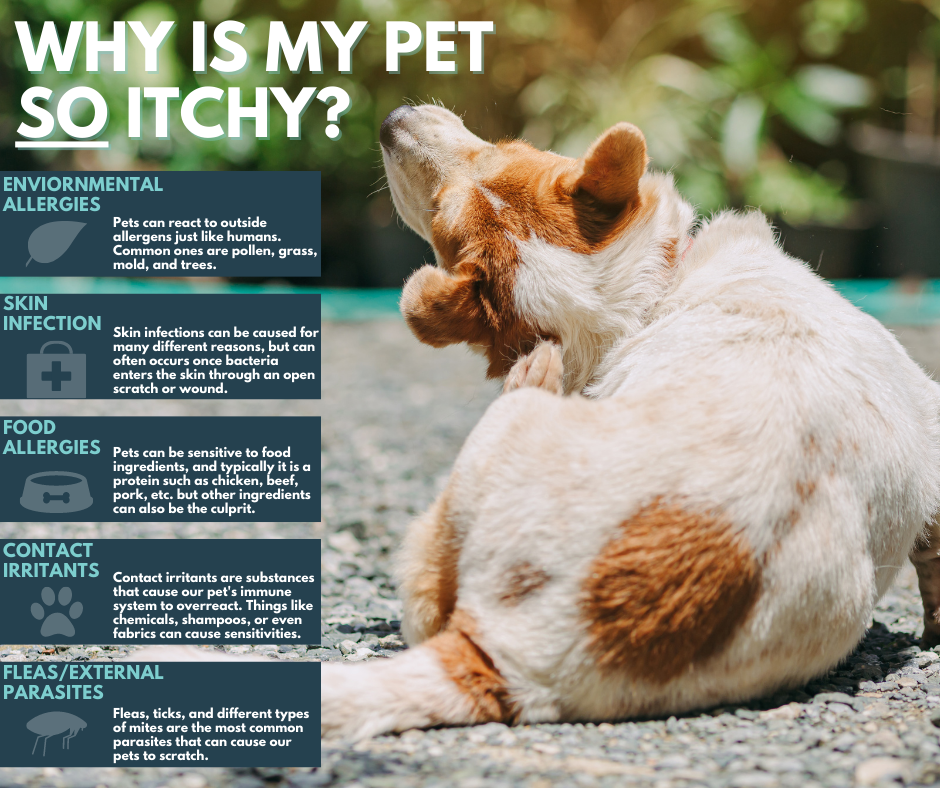 reasons why a pet's skin is itchy