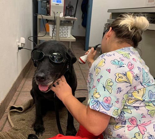vet performing laser therapy treatment on dog