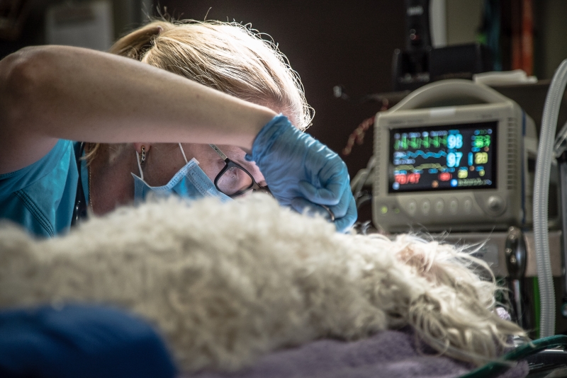 vet performing a surgical procedure on a dog