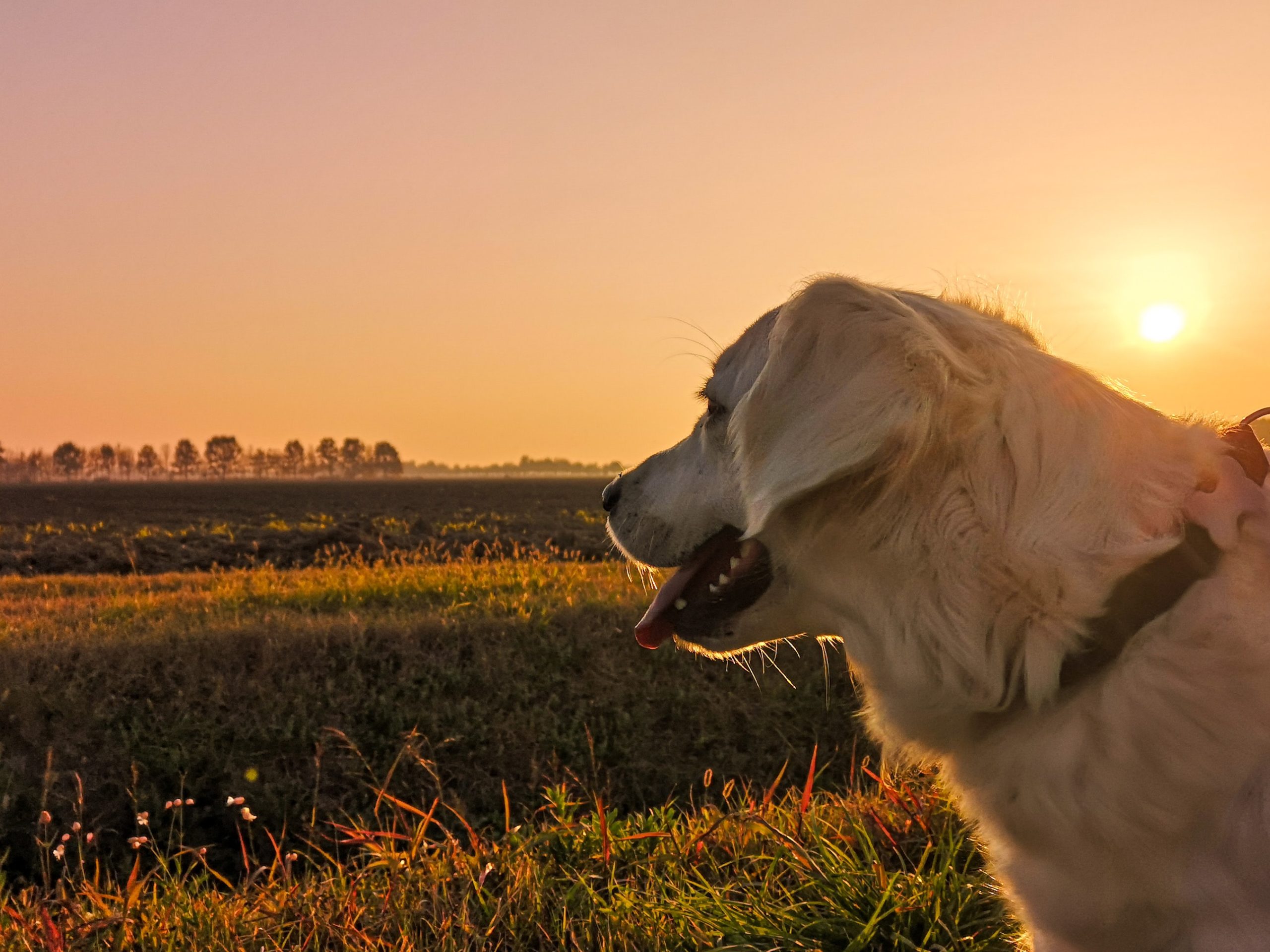 Dog in a field with the sun setting